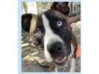 Adopt Tyler a Pit Bull Terrier, Bull Terrier