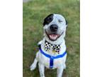 Adopt Freki (fray-kee) a Cattle Dog, Labrador Retriever