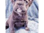 French Bulldog Puppy for sale in Albany, OR, USA