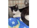 Adopt A JOKER a Tuxedo, Domestic Short Hair