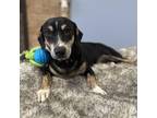 Adopt Moses a Dachshund, Beagle