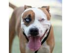 Adopt Kai* a Pit Bull Terrier, Mixed Breed