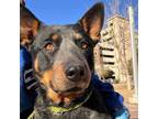 Adopt Roo* a Australian Cattle Dog / Blue Heeler, Mixed Breed