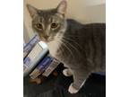 Adopt Ned (bonded with Den) a Domestic Short Hair