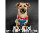 Adopt Resolution a Golden Retriever, Australian Shepherd