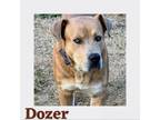 Adopt Dozer a Labrador Retriever