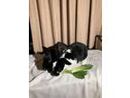 Adopt Kelly & Effie a Bunny Rabbit