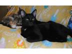 Adopt Cedar & Ash a Domestic Short Hair