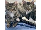 Adopt Romeo & Juliet a Domestic Short Hair, Tabby