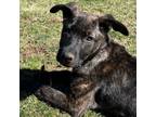 Adopt Jakey a Dutch Shepherd, Plott Hound