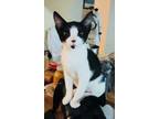 Adopt Scout a American Shorthair