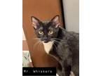 Adopt Mr. Whiskers a Domestic Medium Hair