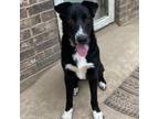 Adopt Dash a Border Collie