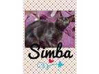 Adopt Simba a Domestic Short Hair