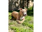 Adopt Timy a Pit Bull Terrier