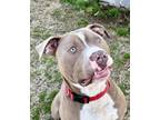 Adopt Lenny a American Staffordshire Terrier
