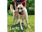 Adopt Lucky a German Shepherd Dog, Mixed Breed
