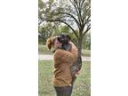 Adopt Bahama Buck a Chocolate Labrador Retriever, Plott Hound