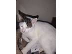 Adopt Zeke a Turkish Van, Tabby