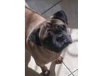 Adopt Packo a Pug