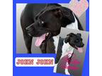 Adopt John John a American Staffordshire Terrier, Labrador Retriever