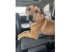 Adopt Crunch a Shepherd, Labrador Retriever