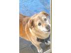 Adopt Mylo a Beagle, Labrador Retriever