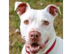 Adopt ICEE a Pit Bull Terrier