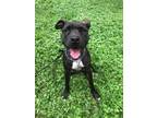 Adopt Tank a Pit Bull Terrier