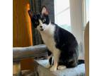 Adopt Loki a Domestic Short Hair