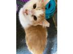 Adopt Bo a Domestic Medium Hair