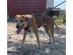 Adopt Little Dan a Black Mouth Cur