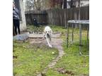 Adopt Bruno a Great Pyrenees, Mixed Breed