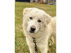 Adopt Marius a Great Pyrenees, Anatolian Shepherd