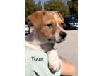 Adopt Tigger a Australian Cattle Dog / Blue Heeler, Labrador Retriever