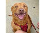 Adopt Lee a Golden Retriever, American Staffordshire Terrier