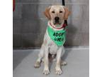 Adopt Sarge a Yellow Labrador Retriever