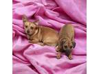 Adopt Peanut butter/ jelly BONDED PAIR a Dachshund