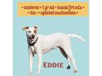 Adopt Eddie a Jack Russell Terrier, Coonhound