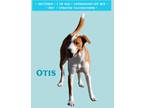 Adopt Otis a Jack Russell Terrier, Coonhound