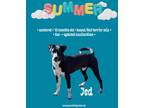 Adopt Jed a Hound, Rat Terrier