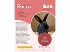 Adopt Rocco a Beveren, Californian