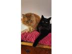 Adopt Jack & Envy a Domestic Long Hair