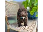 Poodle (Toy) Puppy for sale in Naples, FL, USA