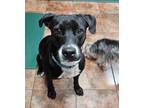 Adopt Paxton a Labrador Retriever, Mixed Breed