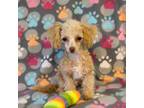 Poodle (Toy) Puppy for sale in Fitzgerald, GA, USA