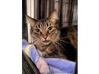 Adopt MAVERICK a Maine Coon