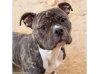 Adopt Diesel a American Staffordshire Terrier
