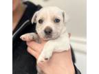 Adopt Angel a Chiweenie