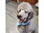 Adopt Sully a Labradoodle, Standard Poodle